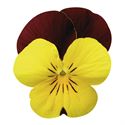 Afbeelding van Viola P9 kleinbloemig Red yellow face